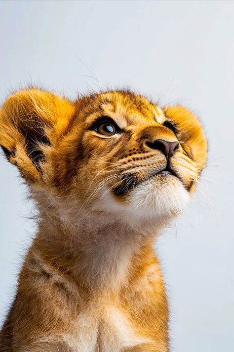 A close up of a lion cub looking up at the sky royalty free stock photography Image Of Lion, Looking Up At The Sky, Lion Images, Vector Food, Lion Cub, A Lion, Stock Photography Free, Looking Up, The Sky