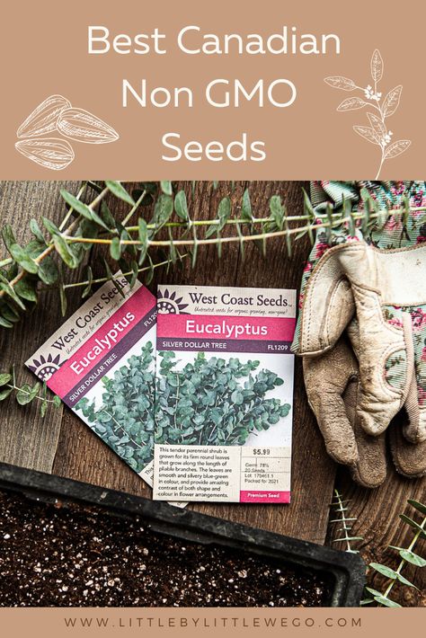 Want some of the best Canadian non GMO seeds on the market? West Coast Seeds has you covered. Here you will find beautiful varieties of seeds that have fantastic germination rates. Starting plants from seeds has never been easier. Each page has ample information to grow each variety. Their grow zone charts will help you determine when to start them. Everything you need all in one place. Growing Eucalyptus, Starting Plants From Seeds, Starting Seeds, Starting Seeds Indoors, Growing Gardens, Seed Shop, Perennial Shrubs, Seed Germination, Sustainable Farming