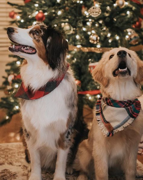 Australian Shepherd And Golden Retriever Together, Golden Retriever And Australian Shepherd, Australian Shepherd And Golden Retriever, Future Board, Aussie Shepherd, Christmas Romance, Dog List, Adorable Puppies, Modern Pet