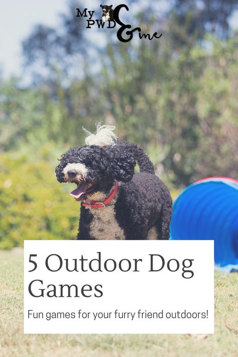 Dog Games Outdoor, Games To Play With Dogs, Games For Dogs Outdoor, Activities For Dogs Outdoor, Ways To Entertain Your Dog, Dog Outdoor Enrichment, Dog Play Ideas, Diy Outdoor Dog Tug Toy, Kid And Dog Friendly Back Yard