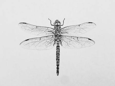 Dragonfly Drawing Sketch, Dragonfly Sketch, Dragonfly Drawing, Dark Art Tattoo, Line Art Tattoos, Drawing Sketch, Compass Tattoo, Dark Art, Portfolio Design