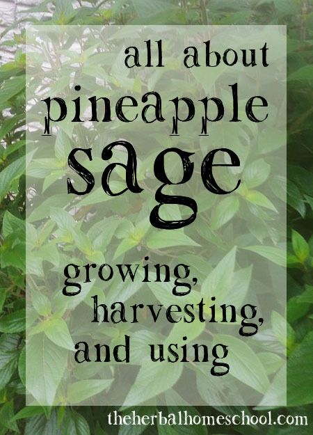 All about pineapple sage Uses For Pineapple Sage, Pineapple Sage Uses, Pineapple Sage Recipes, Pineapple Sage Tea, Pineapple Sage Plant, Sage Recipes, Sage Herb, Preserving Herbs, Medicinal Herbs Garden