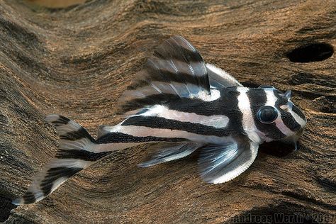 L46 - Imperial Zebra Pleco.. I will add him to my fish tank.. Zebra Pleco, Zebra Fish, Black And White Fish, African Cichlid Aquarium, Aquarium Catfish, Pleco Fish, Cichlid Aquarium, Ikan Air Tawar, Tropical Fish Aquarium