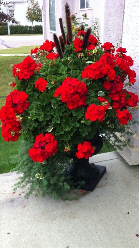 Shade Plants Container, Front Porch Flower Pots, Front Yard Flowers, Geraniums Garden, Faux Plants Decor, Front Porch Flowers, Fall Container Gardens, Shade Garden Plants, Porch Flowers