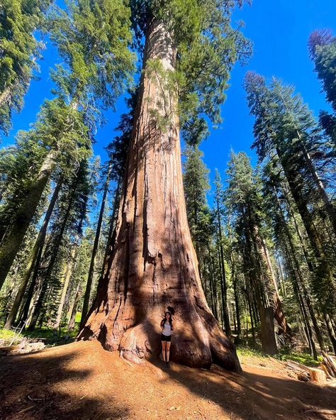 Sequoia National Park; High Sierra Trail First Gen Sequoia, Camping Sequoia National Park, Sequoia National Park One Day Itinerary, Sequoia National Park Map, Sequoia National Park Camping, Sequoia National Park, Fresh Air, Summer 2024, Cali