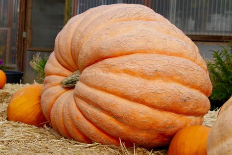 How To Grow Gigantic Pumpkins! The Secrets To Growing Huge Pumpkins Huge Pumpkin, Pumpkin Vine, Planting Pumpkins, Biggest Pumpkin, Giant Pumpkin, Growing Pumpkins, Soil Testing, Garden Help, Autumn Art