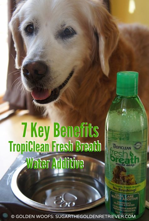 TropiClean Water Additive Simple Dental Solution for Pets #ad #SmoochUrPooch Diy Dog Dental Water Additive, Pet Lab Co, Water Additives, Pet Care Logo, Cat Illnesses, Dog Breath, Dog Dental, Pet Insurance, Healthy Pets