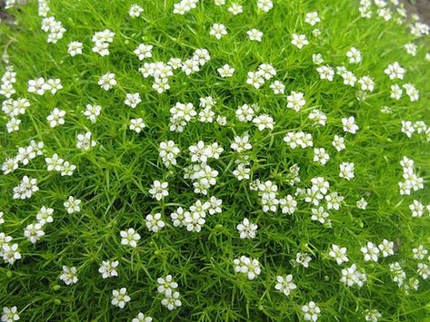 This beautiful groundcover spreads nicely around pavers and flower beds. It is also lovely when grown as a container plant and placed around porches or decks. Because this hardy plant is deer and wildlife resistant, this evergreen looks well kept and neat as a ground cover. Potato Famine, Moss Growing, Patio Blocks, Irish Potato, Irish Garden, Moss Plant, Root Cellar, Irish Moss, Plants Growing