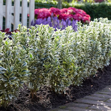 Euonymus Japonicus, Perennial Bulbs, Daffodil Bulbs, Patio Planters, Garden Parasols, Perennial Shrubs, Indoor Plant Care, Evergreen Plants, Wildlife Gardening