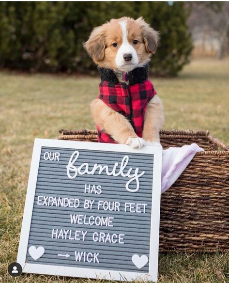 Puppy Welcome Home Pictures, Puppy Monthly Photo Ideas, New Puppy Photoshoot Ideas, Getting A Puppy Announcement, Puppy Reveal Ideas, New Pet Announcement, Puppy Announcement Ideas, New Puppy Announcement, Pet Announcement