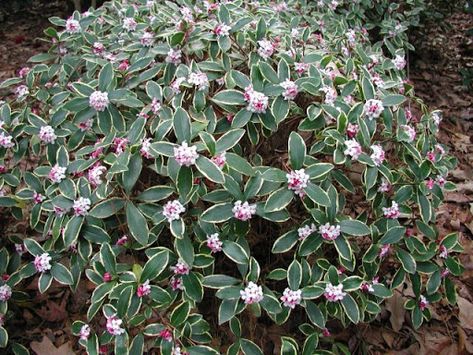 Daphne Odora, Daphne Shrub, Daphne Plant, Winter Shrubs, Flower Perfume, Plant Zones, Garden Shrubs, Flowering Shrubs, Evergreen Shrubs