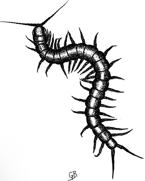 Taranchula Tattoo, Centipede Illustration Vintage, Centipede Tattoo Outline, Giant Centipede Tattoo, Blackwork Centipede Tattoo, Skusta Clee Tattoo, Centipede Drawing Reference, Tattoo Ideas Centipede, Cenapead Tattoo