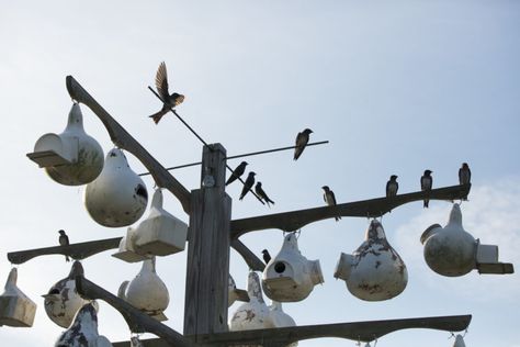 How to Build a Gourd Home for Martins – Garden & Gun Purple Martin Birdhouse, Gourd Birdhouses, Purple Martin House, Purple Martin, Gourds Birdhouse, Martin House, Hand Painted Gourds, Painted Gourds, Outdoor Diy Projects