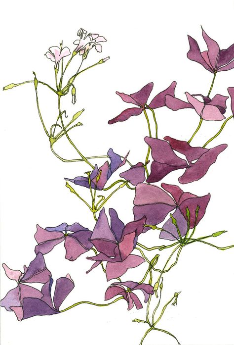 Oxalis Triangularis Tattoo, Oxalis Tattoo, Purple Oxalis, Shamrock Plant, Purple Shamrock, Oxalis Triangularis, Shamrock Tattoos, Plant Illustrations, Japanese Watercolor