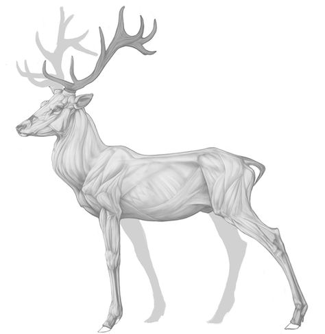 jinart:    Virgil. Red stag anatomy practice. Many flaws still, argh. Stag Anatomy, Deer Drawing Reference, Water Deer, Red Stag, Creature Fantasy, Deer Drawing, Anatomy Practice, Animal Anatomy, Deer Art