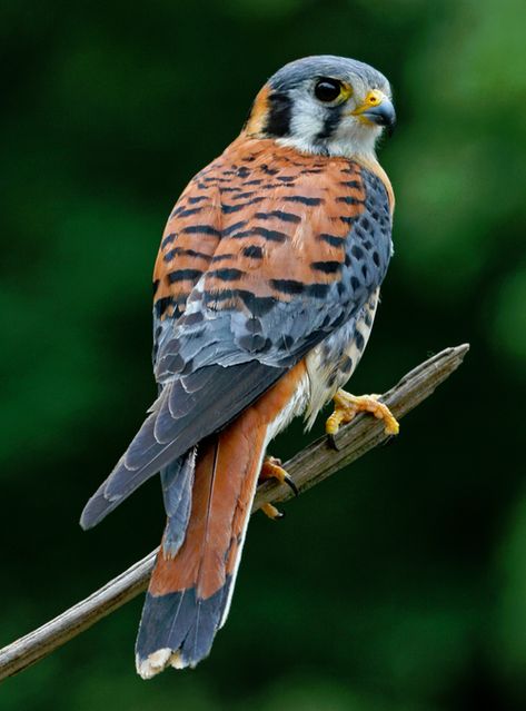 American Kestrel Kestrel Tattoo, Raptors Bird, American Kestrel, Manhattan Project, Most Beautiful Birds, Kestrel, Airbrush Art, Nature Birds, Bird Pictures