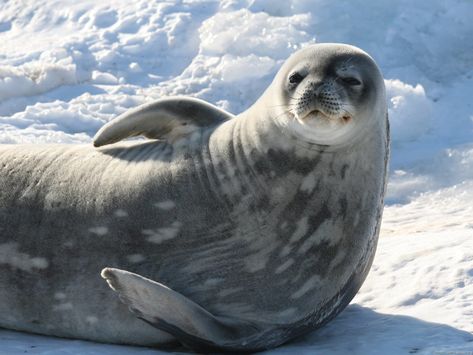 Weddell seals are one of Antarctica's most iconic species. Besides being undeniably charismatic, their range is the southernmost of all seals. They can live up to 30 years in some of the harshest con… Weddell Seal, Leopard Seal, Ocean Science, Southern Ocean, Learn To Swim, Marine Mammals, Killer Whales, Large Animals, Renewable Energy