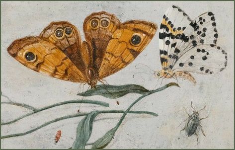 Jan Van Kessel, Fairy Fruit, Plum Leaves, Cottage Illustration, Fauna Illustration, Grain Of Sand, Forget Me Nots, Insect Art, Painting Inspo