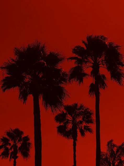 Red Palm Tree On Fire, Aries Vibes, Red Palm Tree, Isaiah Rashad, Red And Black Wallpaper, Red Palm, Design Journal, Cinematic Photography, Summer Pictures