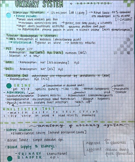 Urinary System Anatomy Cheat Sheets Glomerular Filtration Tubular Reabsorption and Secretion Urine Multistix Test Kidney Location Renal Tubule Urinary Bladder #anatomy #anatomyandphysiology #cheatsheet #urinarysystem #kidney Urinary System Anatomy Physiology, Urinary System Nursing Notes, Urine Analysis Cheat Sheet, Urinary System Anatomy Notes, Renal System Anatomy, Urinary Bladder Anatomy, Renal Tubule, Urinary System Notes, Bio Diagrams
