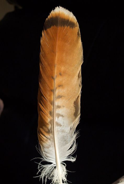 Tail feather of a Red Tailed Hawk | I was lucky enough to co… | Flickr Red Tailed Hawk Feather, Redtail Hawk Feather Tattoo, Red Tailed Hawk Feather Tattoo, Red Tailed Hawk Tattoo, Red Tail Hawk Feathers, Feather Identification, Hawk Feather, Feather Photo, Red Tail Hawk