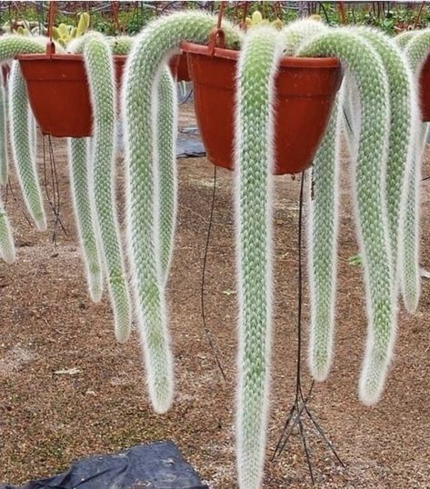 Monkey Tail Cactus, Bonsai Seeds, Succulent Seeds, Plants Are Friends, Rare Succulents, Ornamental Plants, Cactus Y Suculentas, Cactus Garden, Cactus Flower