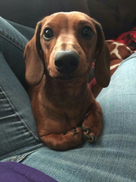 Love my hooman Dachshund Puppy, Dachshund, Puppies, Red, White