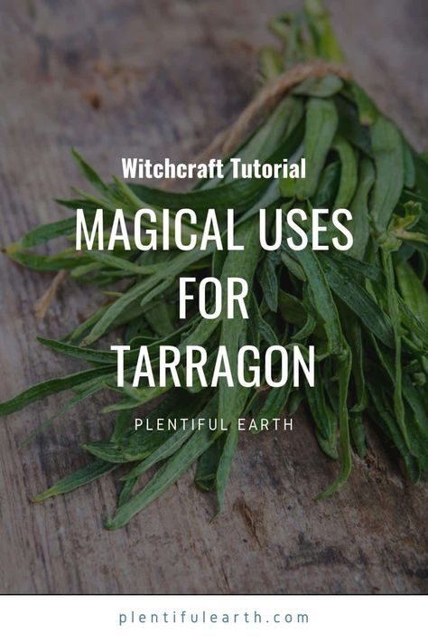 Tarragon Magical Properties, Spells And Rituals, Magic Herbs, Eclectic Witch, Energy Healing Spirituality, Aromatherapy Blends, Herbs De Provence, Tarot Card Meanings, Water Retention