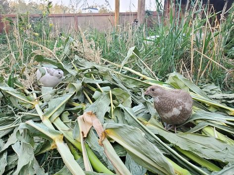 Everything You Need to Know About Raising Quail Quail Pen, Quiet Nature, Quail Coop, Raising Quail, Day Old Chicks, Tasty Meat, Backyard Flocks, Egg Production, Hatching Eggs