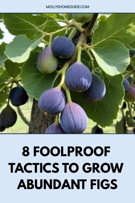 Discover the ultimate guide on how to grow figs in your own backyard. Learn the best practices for cultivating delicious, sweet figs right at home. From choosing the perfect location to proper watering and pruning techniques, this comprehensive guide covers everything you need to know to successfully grow fig trees. Whether you're a seasoned gardener or just starting out, these step-by-step tips will help you achieve a bountiful fig harvest. Fig Fruit Tree, Growing Fig Trees, Fig Tree Plant, Bush Garden, Garden Fruit, Fig Trees, Growing Fruit Trees, Fig Plant, Fall Garden Vegetables