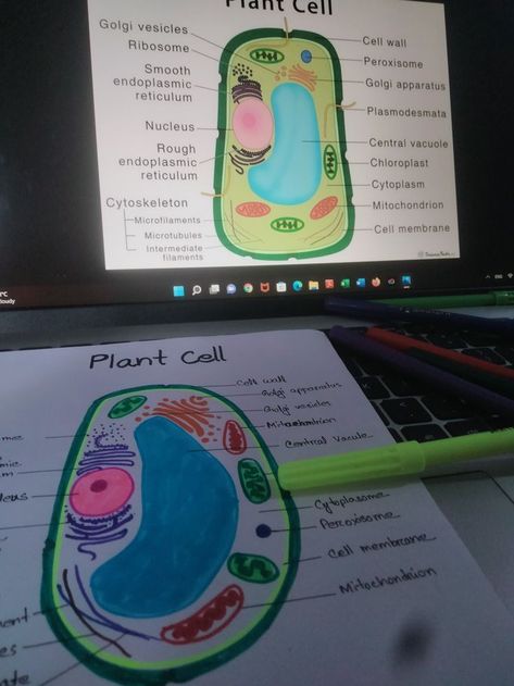 Late Night Study, Night Study, Study Biology, Biology Art, Plant Cell, Cell Wall, Cell Membrane, Late Night, Biology