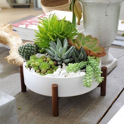 Coffee Table Centerpiece, Succulent Bowls, Succulent Garden Design, نباتات منزلية, Succulent Garden Diy, Cactus Planter, Succulent Gardening, Plant Decor Indoor, Office Plants