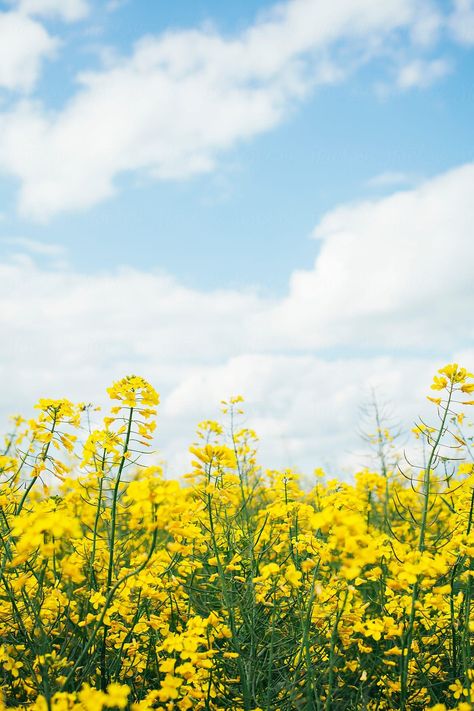 Rapeseed Field Against Blue Sky With Clouds by Borislav Zhuykov - Canola, Rapeseed - Stocksy United Rapeseed Field, Blue Sky With Clouds, Canola Field, Landscaping On A Hill, Sky With Clouds, Beach Sunset Wallpaper, Low Maintenance Landscaping, Fence Landscaping, Sunset Wallpaper