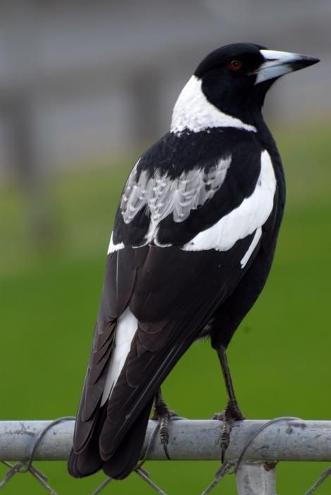 Australian magpie. Female black-backed magpie. North Shore Auckland, August 2007. Image © Peter Reese by Peter Reese. Australian Countryside, Australian Magpie, Australian Fauna, Black And White Birds, Australian Birds, My Gift, Australian Animals, White Bird, Exotic Birds