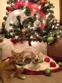 Christmas Cat Memes, Humor Animal, Cats Meow, On The Floor, Christmas Animals, Crazy Cat Lady, Christmas Cats, Crazy Cats, Cat Lady