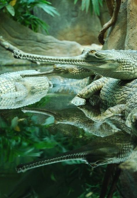 earth-song:  The Gharialss (Gavialis gangeticus, Gaviál indický... Prague Zoo, Extinct Animals, Rare Animals, Endangered Animals, Crocodiles, Reptiles And Amphibians, Lizards, Endangered Species, Animals Of The World