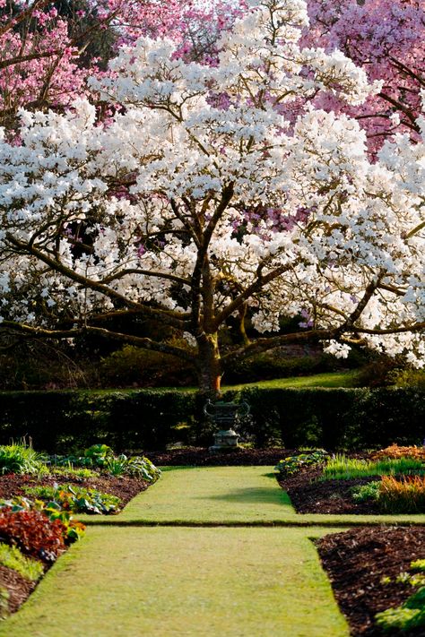 magnolia Natchez Crepe Myrtle, Crepe Myrtle Landscaping, Magnolia Tree Landscaping, Manly House, Myrtle Flower, Lined Driveway, Creative Gardens, Crepe Myrtles, Crepe Myrtle Trees