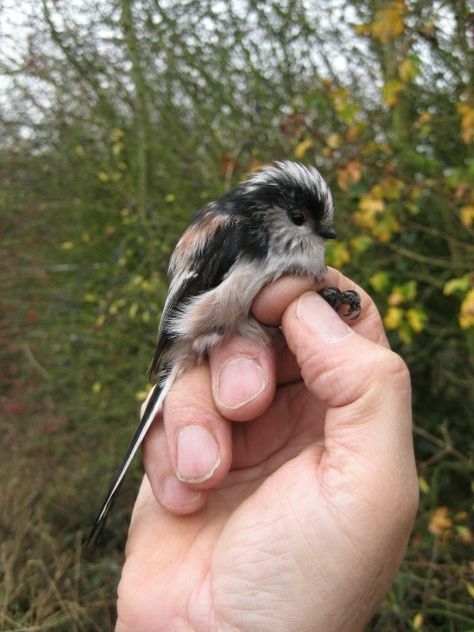 Watching Aesthetic, Birds Aesthetic, Bird Aesthetic, Bird Tattoo Sleeves, Tiny Bird Tattoos, Wild Birds Unlimited, British Garden, Bird Book, Tiny Bird