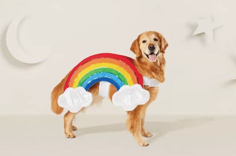 dog in rainbow costume Dog Hoodie Pattern, Ewok Costume, Rainbow Costume, Shark Baby Costume, Costume Rainbow, Target Dog, Puppy Crafts, Rainbow Costumes, Unicorn Stuffed Animal