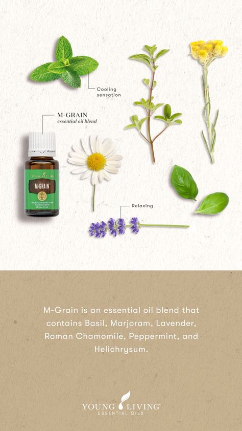 Oil Poster Design, Essential Oil Usage, Young Living Essential Oils Recipes, Aroma Therapy, Roman Chamomile, Young Living Oils, Essential Oil Blend, Marjoram, Living Ideas