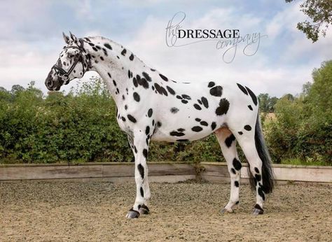 Palousa San Sebastian - UK and Europe - Appaloosa stallion at stud Aesthetic Horses, Coat Inspiration, Spotted Horse, Leopard Appaloosa, Horse Markings, Horse Coat Colors, Warmblood Horses, Horse Coats, Horse Colors