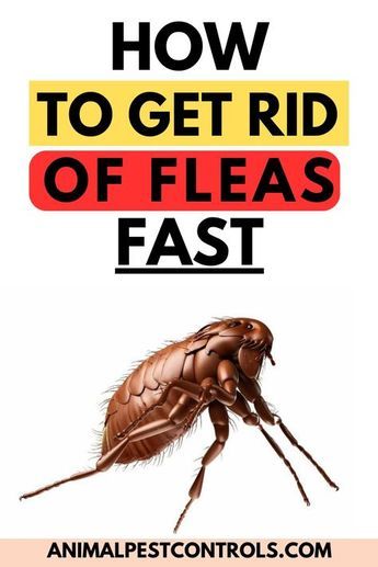 Fleas can be a real nuisance, and getting rid of them can be tricky and challenging.
We’ll show you some simple tips and tricks to help identify the source of the fleas, target their hiding spots and eliminate them without using harsh chemicals or sprays.

From natural repellents to vacuuming techniques, everything you need to know is right here! So if you’re looking for an easy, natural way to keep your home flea-free, don’t miss out on this helpful video! Kill Fleas In House, Kill Fleas In Carpet, Flea Spray For House, Homemade Flea Spray, Home Remedies For Fleas, Flea Removal, Sand Fleas, Get Rid Of Fleas, Killing Fleas