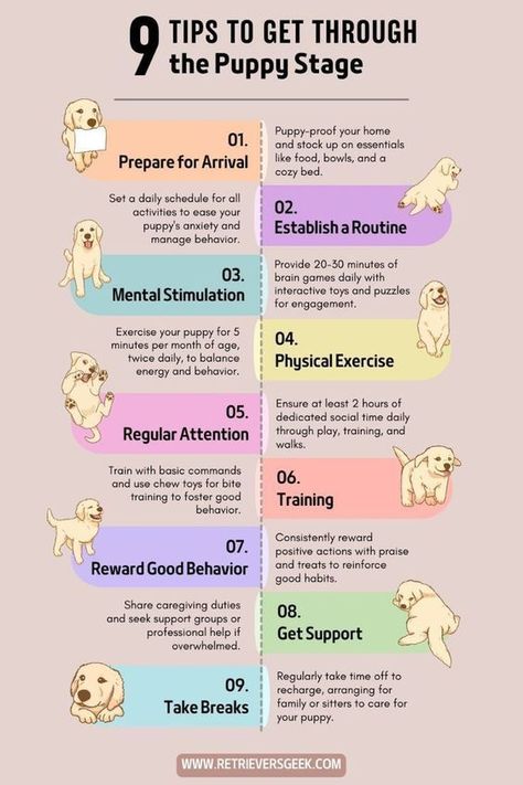 9 tips to get through the puppy stage Golden Retriever Tips, Puppy Hacks, Golden Retriever Care, Shadow Boy, Golden Retriever Training, Puppy Training Schedule, New Puppy Checklist, Puppy Checklist, Puppy Stages