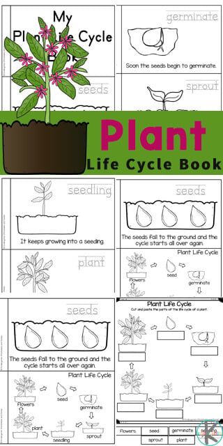 🌺 Color-Changing Flowers - Capillary Action Science Experiment Gardening Worksheets, Plant Life Cycles, Plant Life Cycle Worksheet, Sunflower Life Cycle, Plant Experiments, Plant Lessons, Plant Printable, Cycle For Kids, How Plants Grow