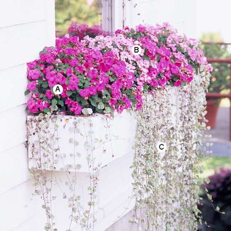 Bring life to your window boxes by planting beautiful blooms in them. Maximize color and space by following this step-by-step guide to a pretty window box. Gardening made easy! Window Box Plants, Window Box Garden, Window Box Flowers, Silver Falls, Wedding Garden, Have Inspiration, Homestead Survival, Garden Containers, Window Boxes