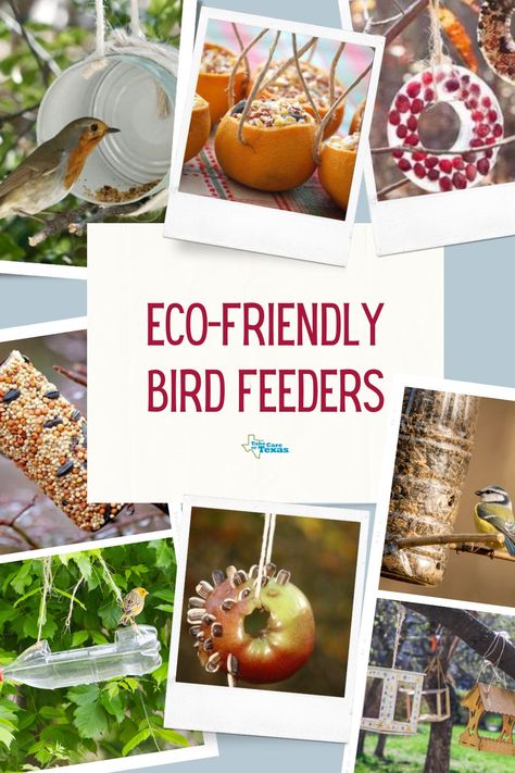 Spring is here and so are the birds! 🐦When you make a bird feeder it helps provide food and can also offer a fantastic opportunity for some birdwatching from your backyard. Here are a few ways to make some eco-friendly bird feeders at home. Biodegradable Bird Feeders, Make A Bird, Make A Bird Feeder, Artificial Food, Feral Cats, Birdwatching, Amazing Animals, Spring Is Here, Bird Feeder