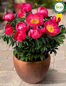 Dianthus Flowers, Paeonia Lactiflora, Peony Root, Porch Flowers, Growing Peonies, Beautiful Patios, Peonies Garden, Flower Border, Flowers Perennials