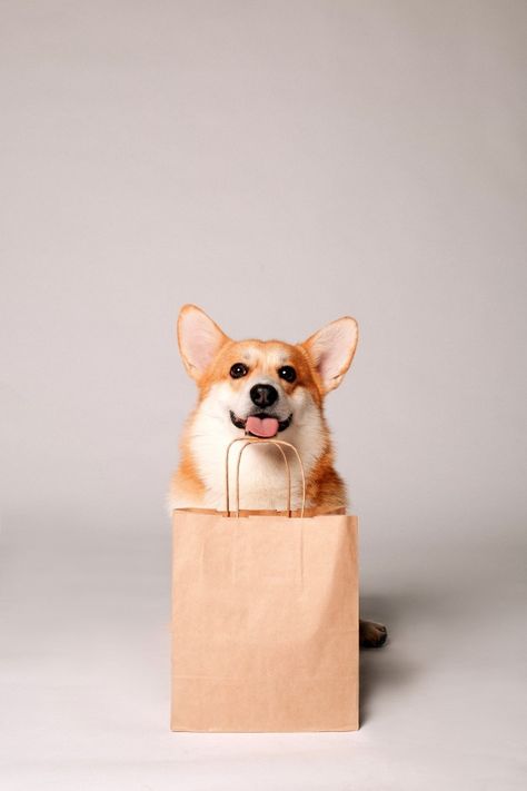 Dog Food Photography, Pet Room Ideas, Dog Shopping, Pet Room, Pet Branding, Pets Food, Orange Dog, Funny Corgi, Welsh Corgi Puppies