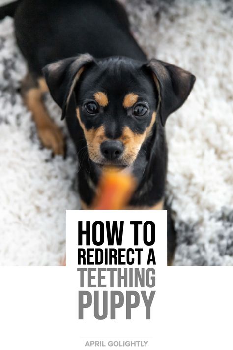 How to Redirect a Teething Puppy - April Golightly Puppy Teething Remedies, Teething Remedies, Cute Animal Quotes, Puppies Tips, Puppy Teething, The Chew, Training Your Puppy, Cheer You Up, Animal Quotes