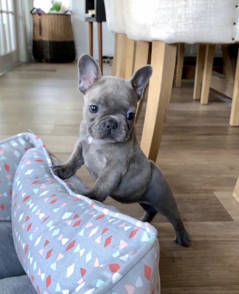 Blue Frenchie Puppy, Blue French Bulldog Puppies, French Dogs, Dog Mommy, Frenchie Puppy, Cute French Bulldog, Cute Little Puppies, Blue Merle